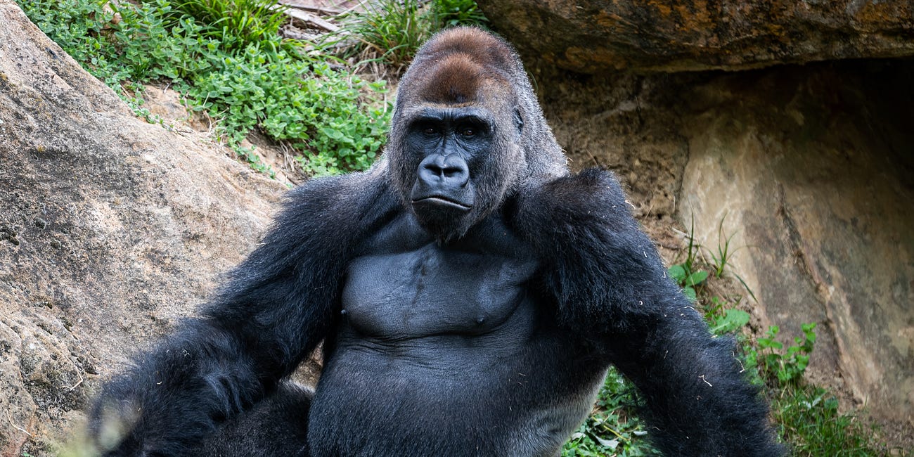 The Gorilla Is Not an Argument