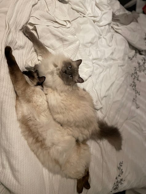 A gallery of rag doll kittens and cats looking around and being cute