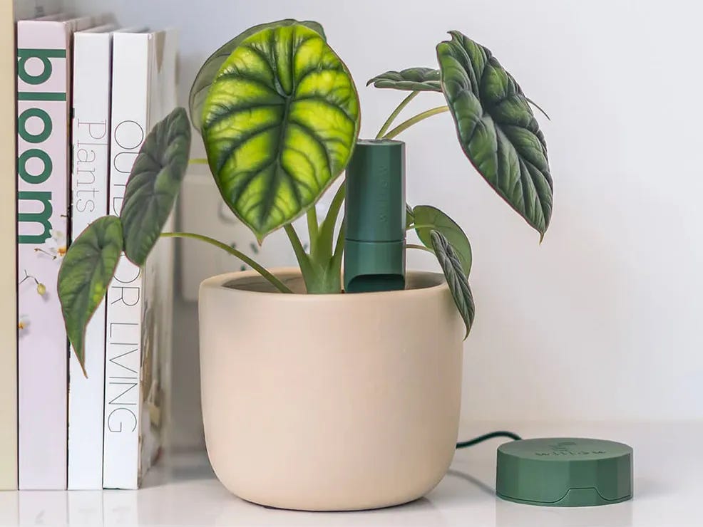 Plant with Willow Review - Morph Magazine