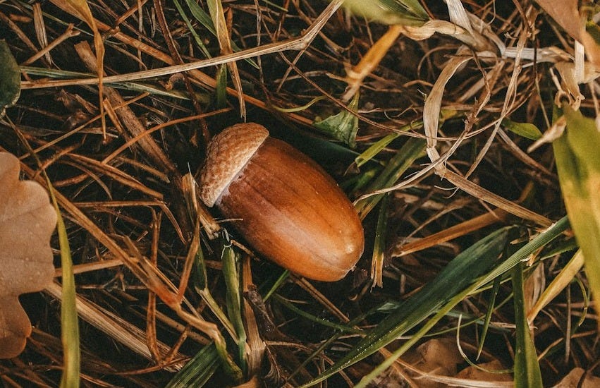 brown nut on brown dried leaves