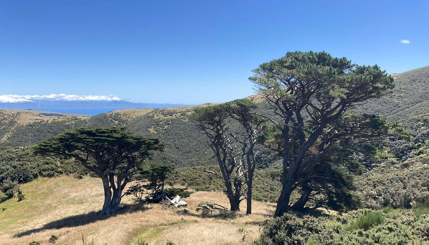 A cluster of trees, two with an obvious lean, shrub-covered hills and blue sky in background
