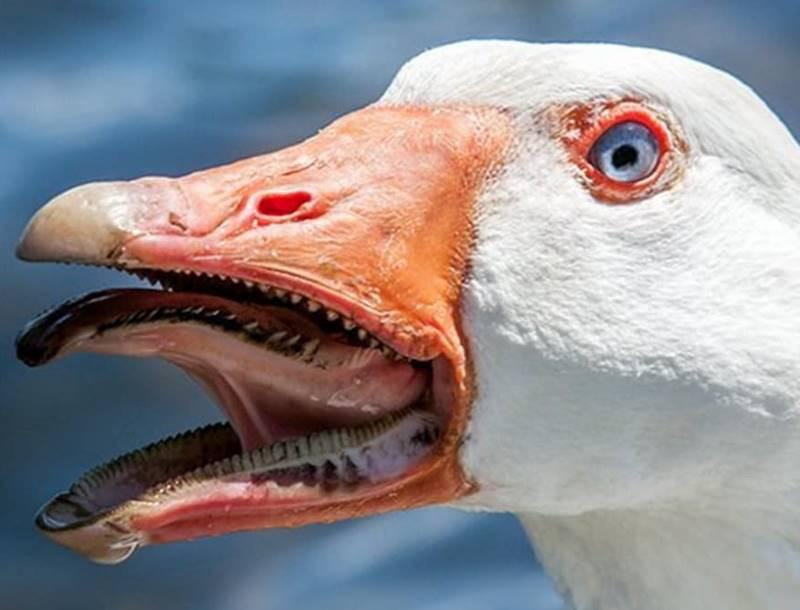 Geese have teeth like serrations called tomia. It's very ...