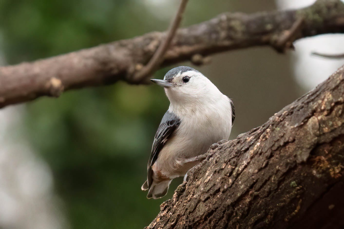 A small bird on a branch. The bird has black eyes, a white face, white breast, white belly, and dark grayish-black wings and head.