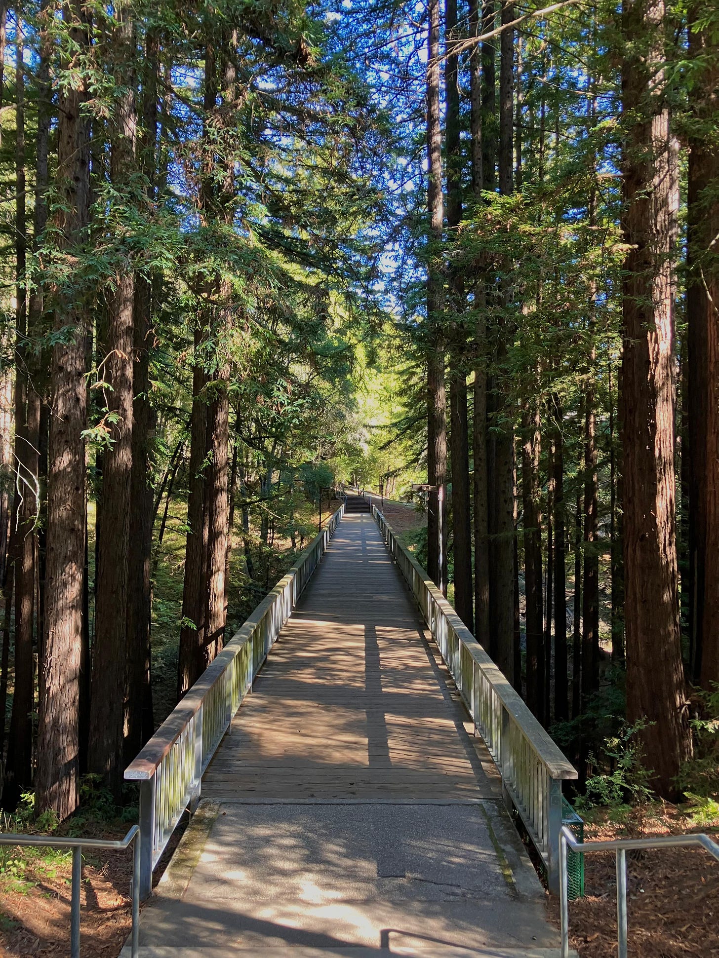 A sunny scene of a bridge between lofty redwood trees A sunny scene of a bridge between lofty redwood trees