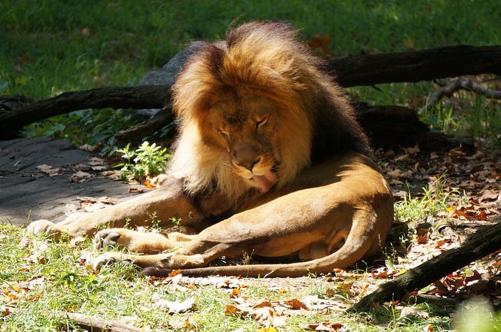 Photos of lions from the Bronx Zoo. They are relaxing looking sleepy. One is grooming himself