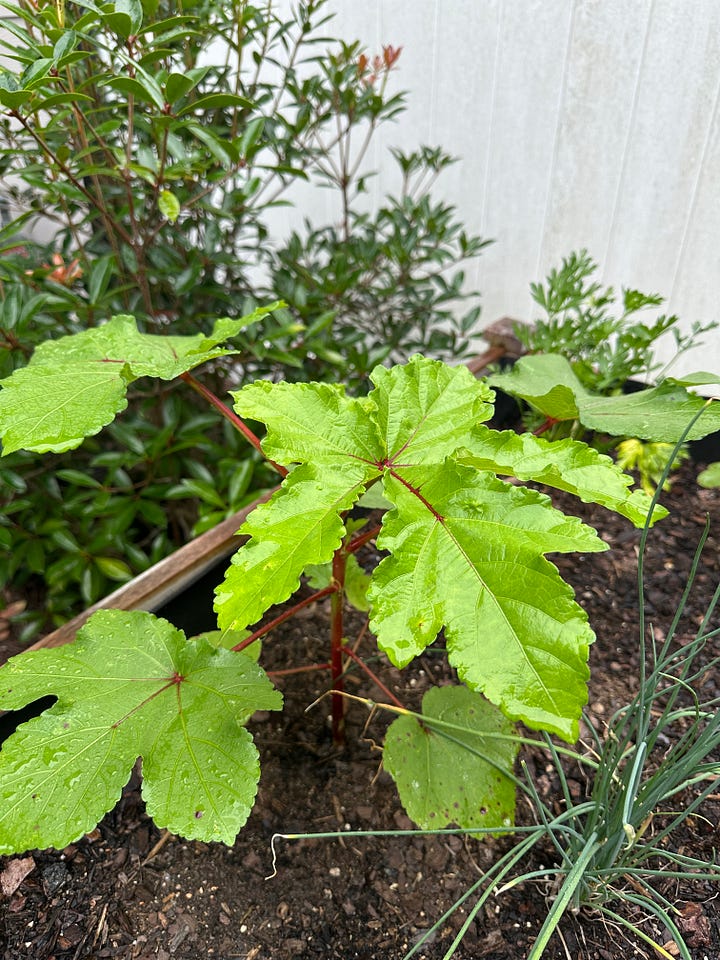 (left) Handwritten draft of this article so the author can prove that ChatGPT can’t write. (Right) Author’s First Okra plant thriving in nice Southern summer weather.