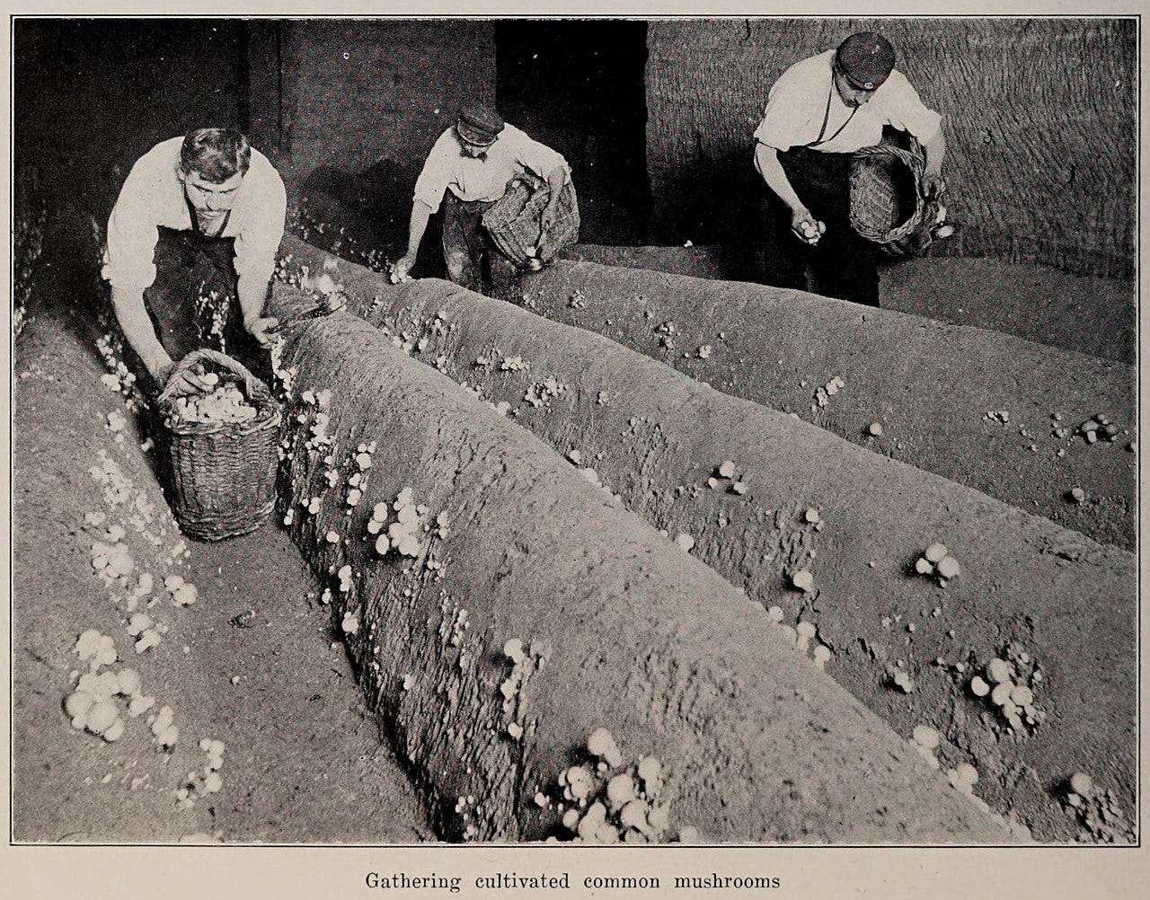 File:Gathering cultivated common mushrooms, photo from The Encyclopedia of Food by Artemas Ward.jpg