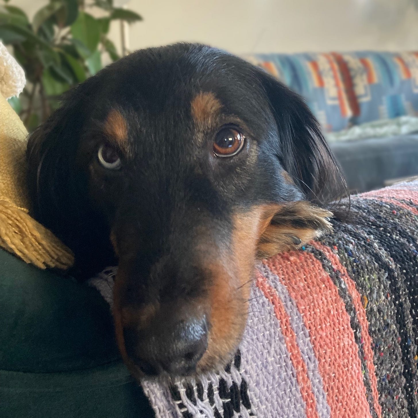 Black/brown dog staring adoringly at the camera