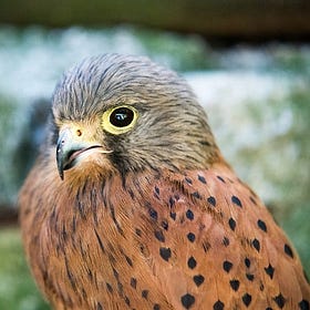 Fine-tune Falcon-7B on Your GPU with TRL and QLoRa