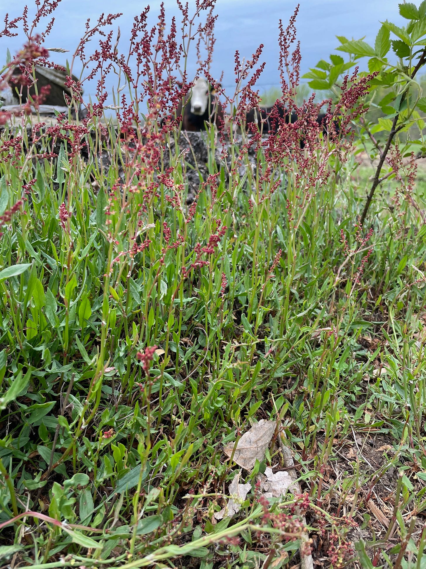 Blooming Rumex acetosella,  sheep sorrel beside a pine stump