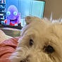 Amysummer's avatar