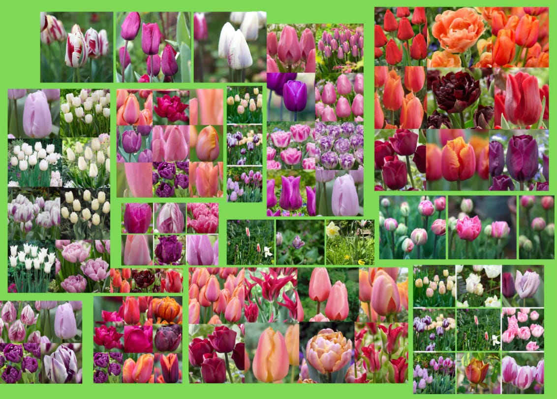 pretty colourful tulip collections