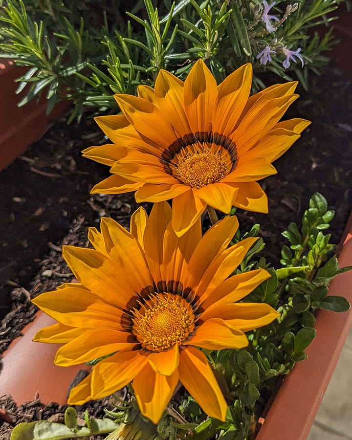 Two photos of orange and yellow Gazania flowers growing in some planters in the sunshine