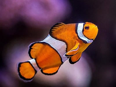 a clownfish on a purple background