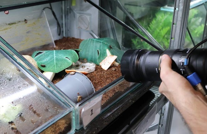 A camera getting close up with ants.