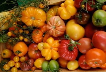 Tomato_horizontal Tomato_horizontal
