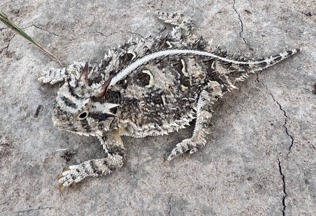 Texas horned lizard in South Texas