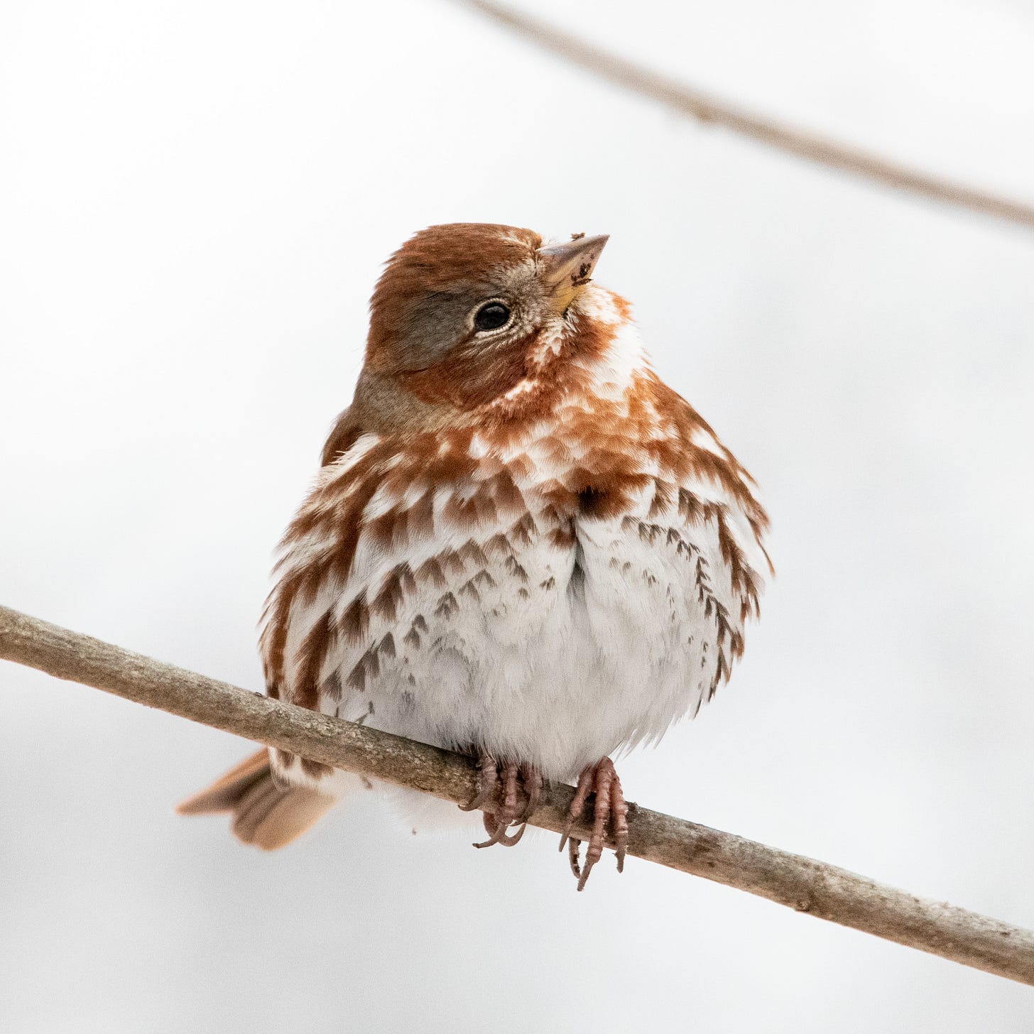 A vividly red fox sparrow perched on a slanting twig, its head cocked to one side as it looks upward