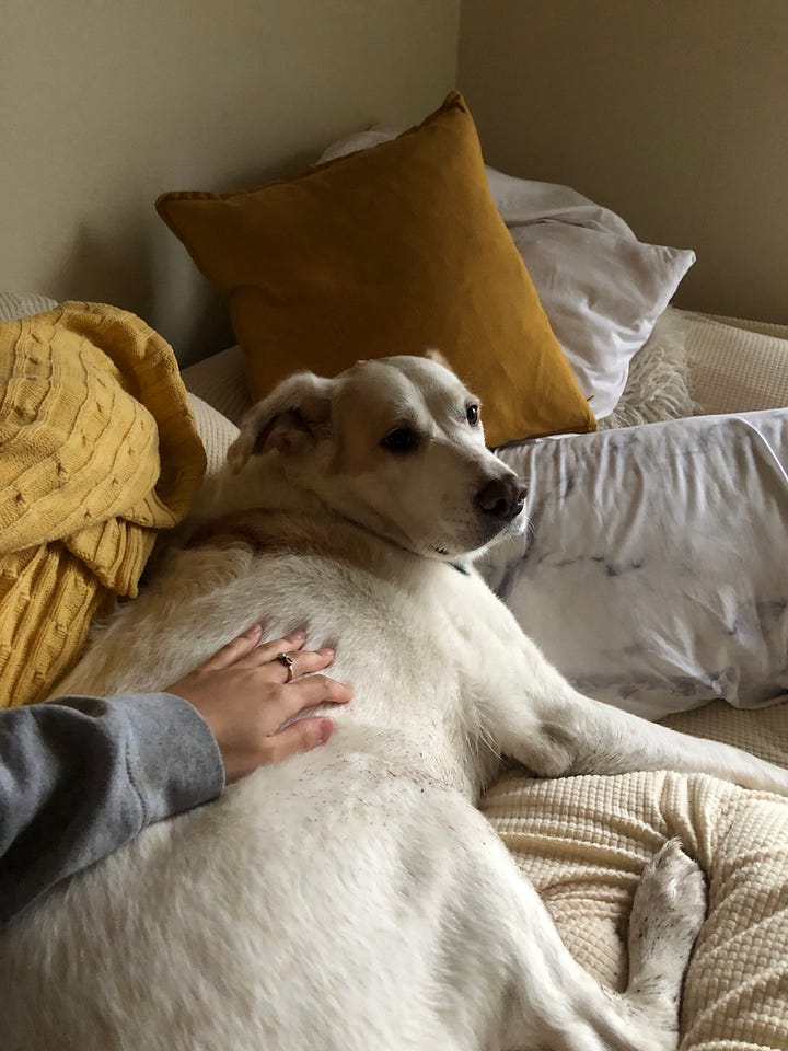 On the left is an image of Jenn's hand petting her friend's white, big dog. On the right is a screenshot of a text message from Jenn's friend that says, "How would you feel about coming over, I cook for you, we don't have to talk or anything you can just go on your phone if you want to."