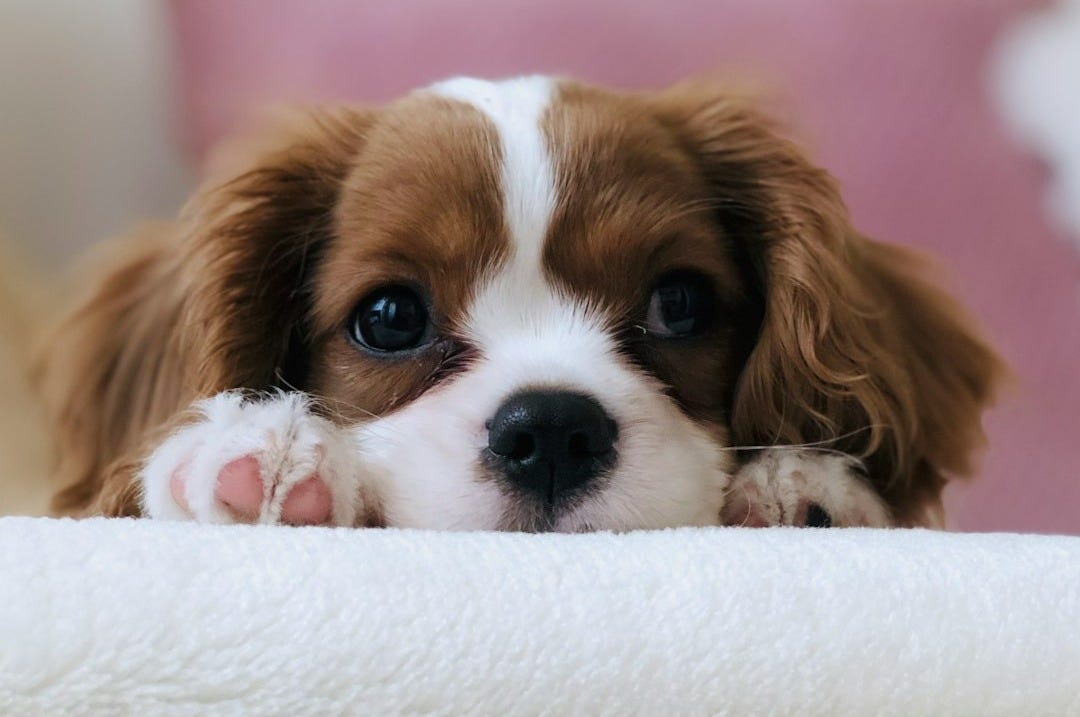long-coated white and brown puppy long-coated white and brown puppy