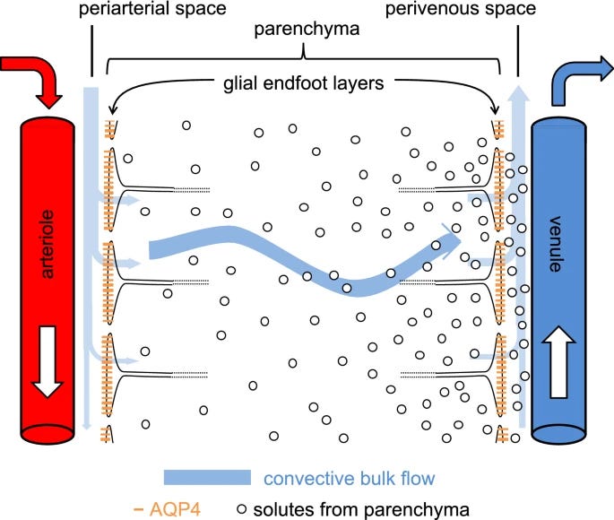 Glymphatic system 