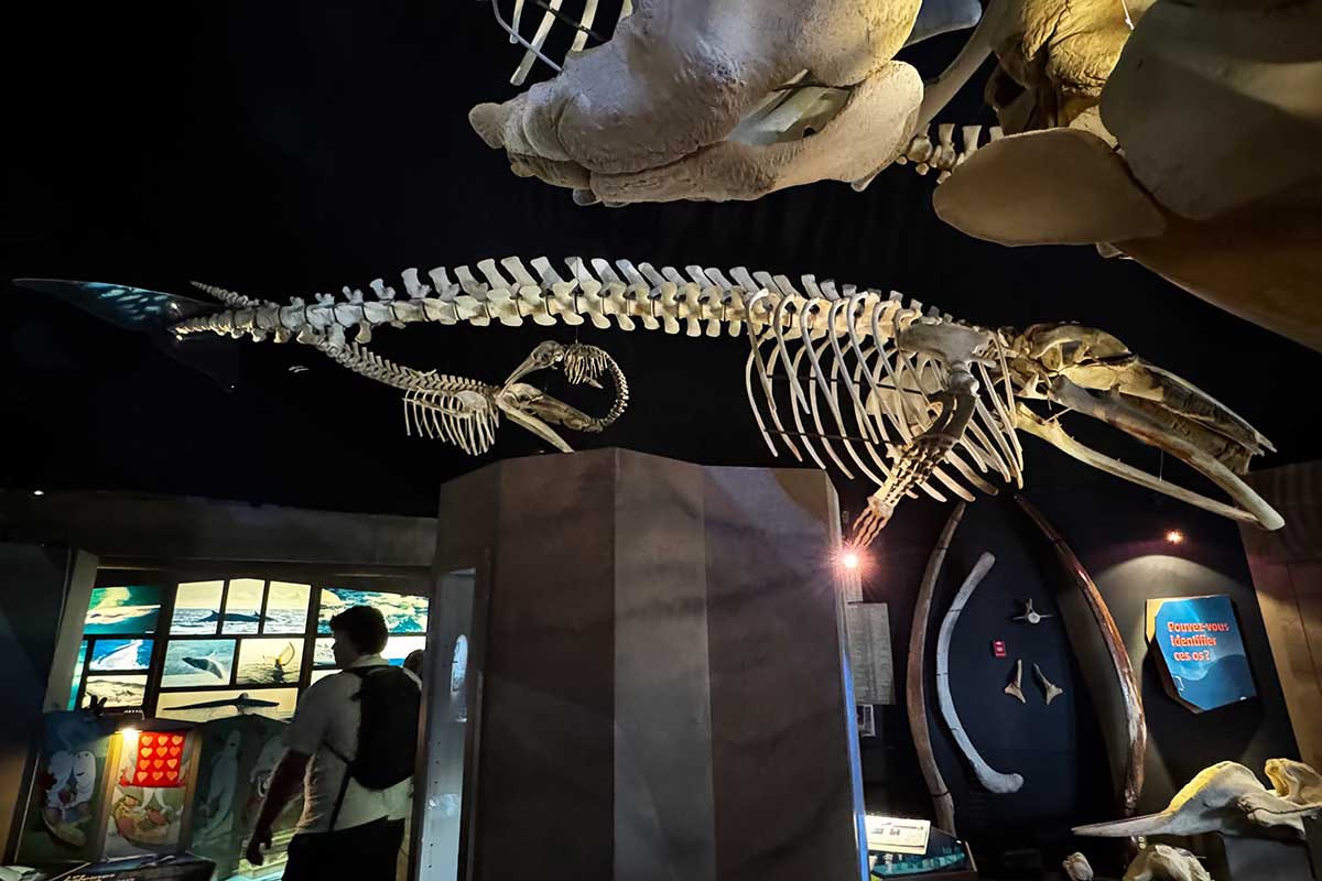 Female whale found with baby in utero skeleton at the Marine Mammal Institute in Tadoussac, Quebec Female whale found with baby in utero skeleton at the Marine Mammal Institute in Tadoussac, Quebec
