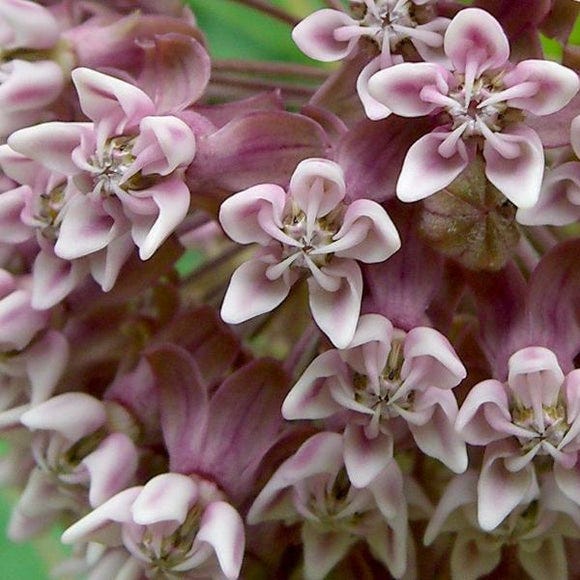 Common Milkweed