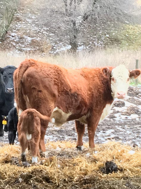 cattle in a pasture, cow and calf, cattle in a pasture