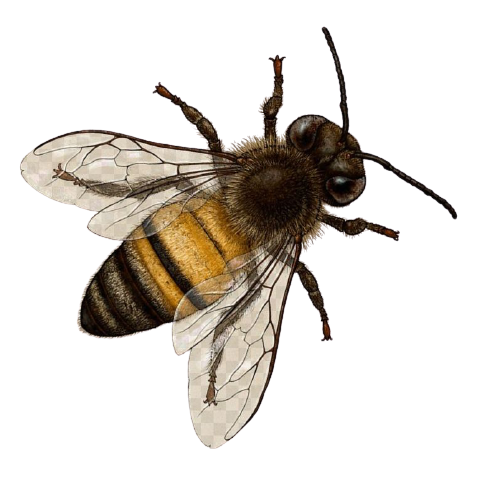 orácula — Melissa Rodrigues