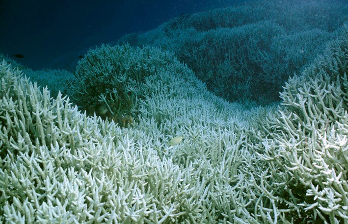 Coraux blanchis par le réchauffement des eaux Coraux blanchis par le réchauffement des eaux