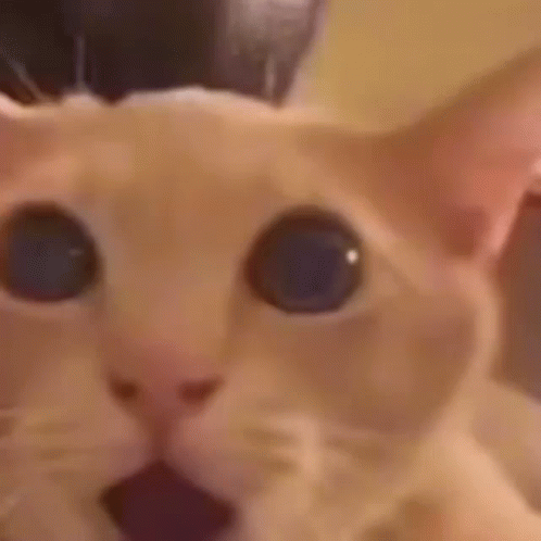 Stunned Orange Cat Wow GIF | GIFDB.com