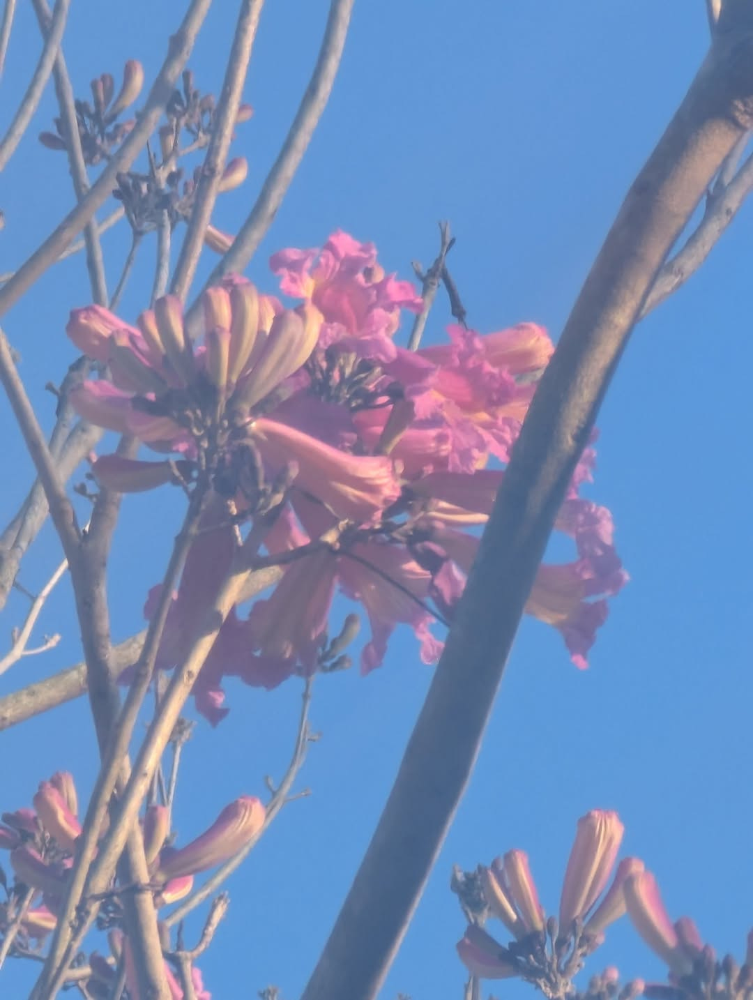 May be an image of jacaranda and tree