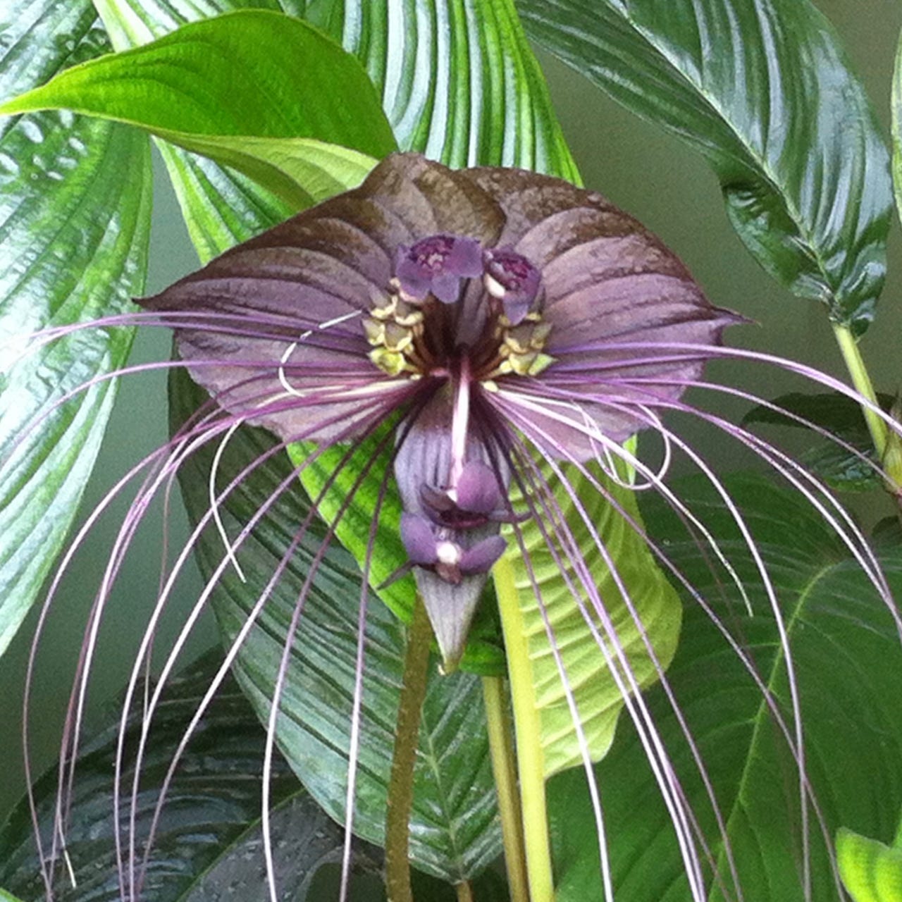 Wonder, Wander, Write