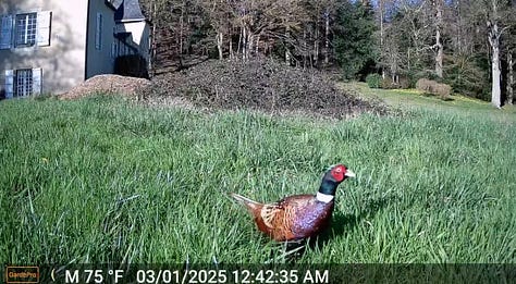 Three trail-camera images from a rural French property: a badger that looks like it has one eye, an owl staring directly into the camera, and a pheasant photographed during the day.