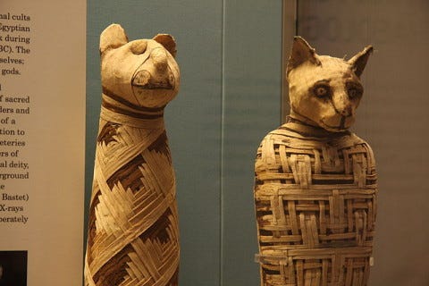 Cat_Mummies_in_a_British_Museum Cat_Mummies_in_a_British_Museum