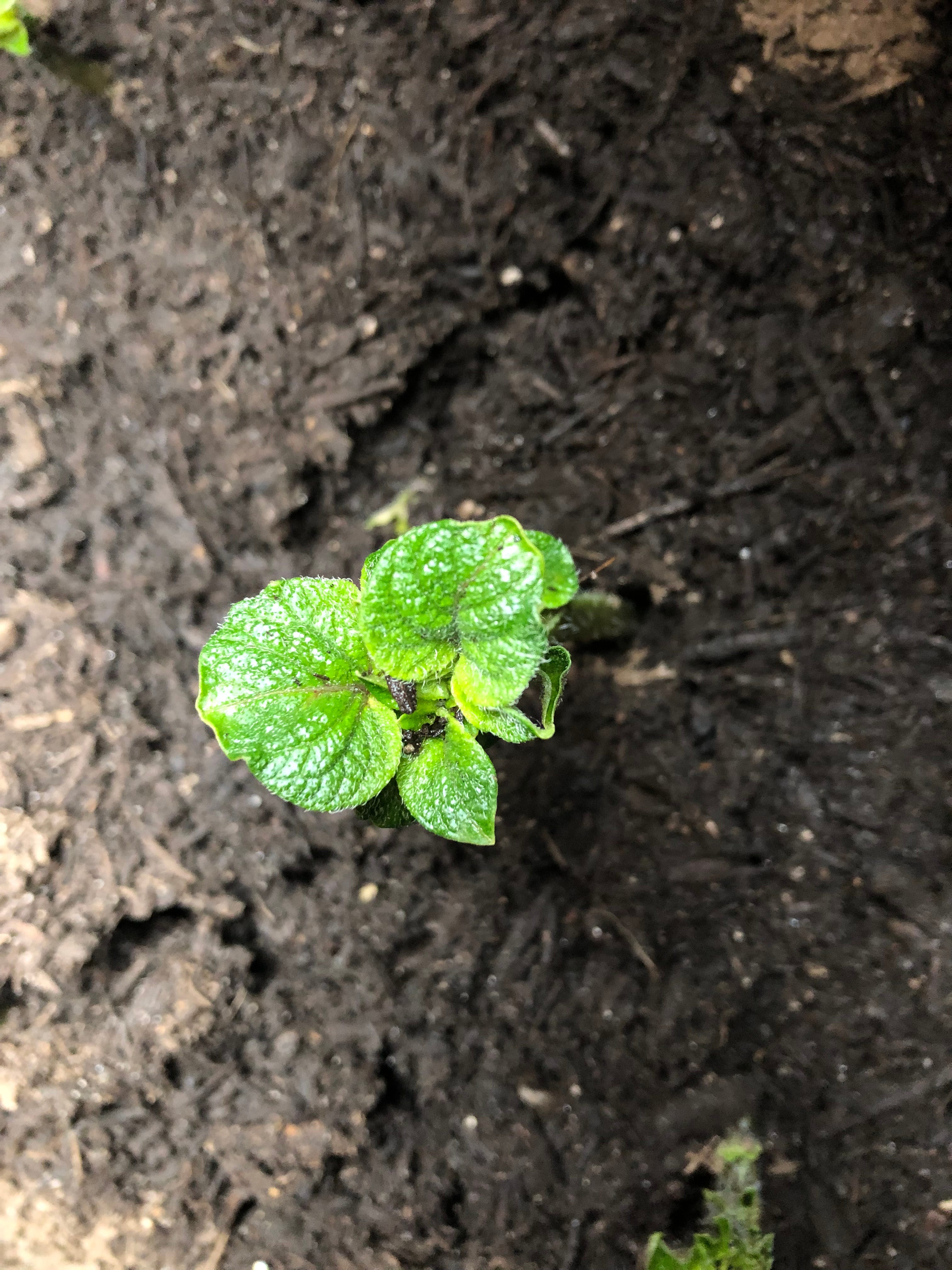 Sarah’s Newsletter