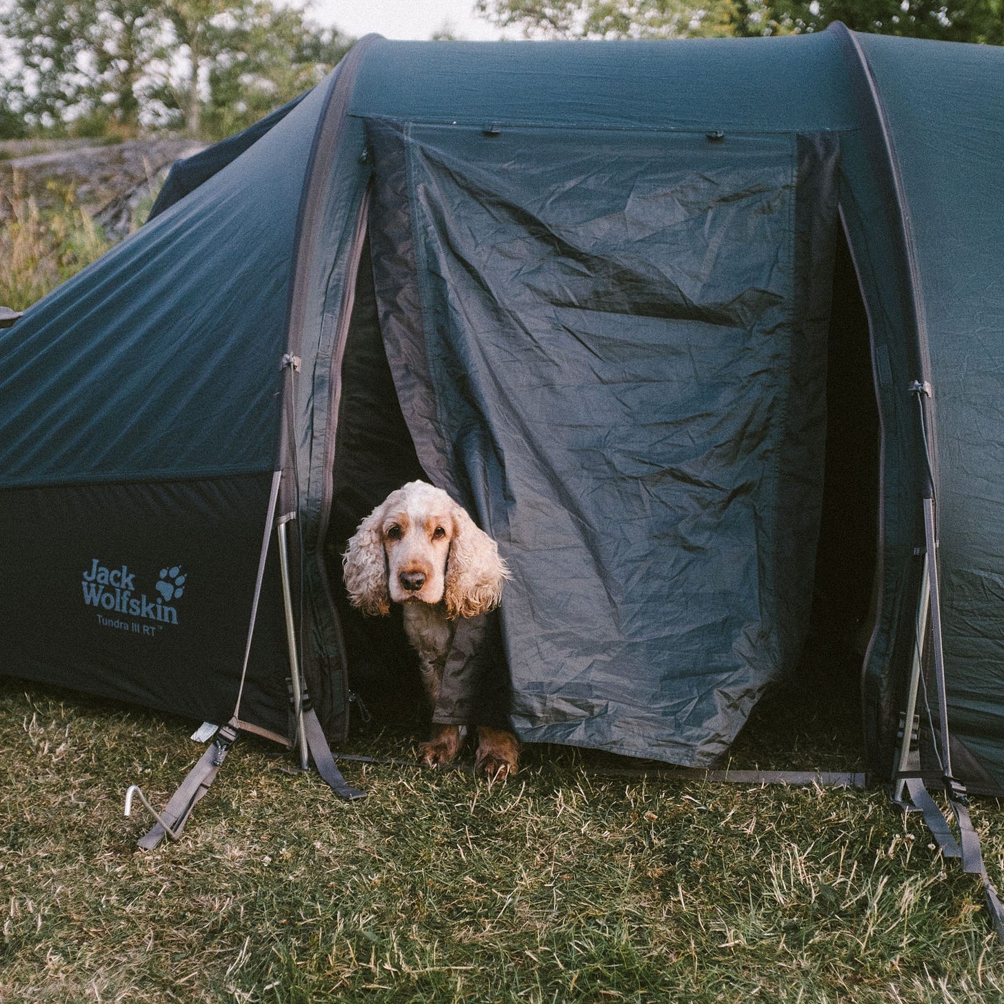 Jack Wolfsking Tundra III camping in Sweden with a dog