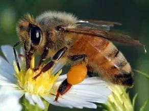 The bee's knees