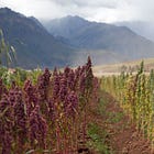 How to Buy Quinoa That Supports Andean Farmers