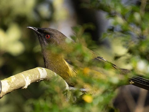 Butterflies and birds in the tawai tree.