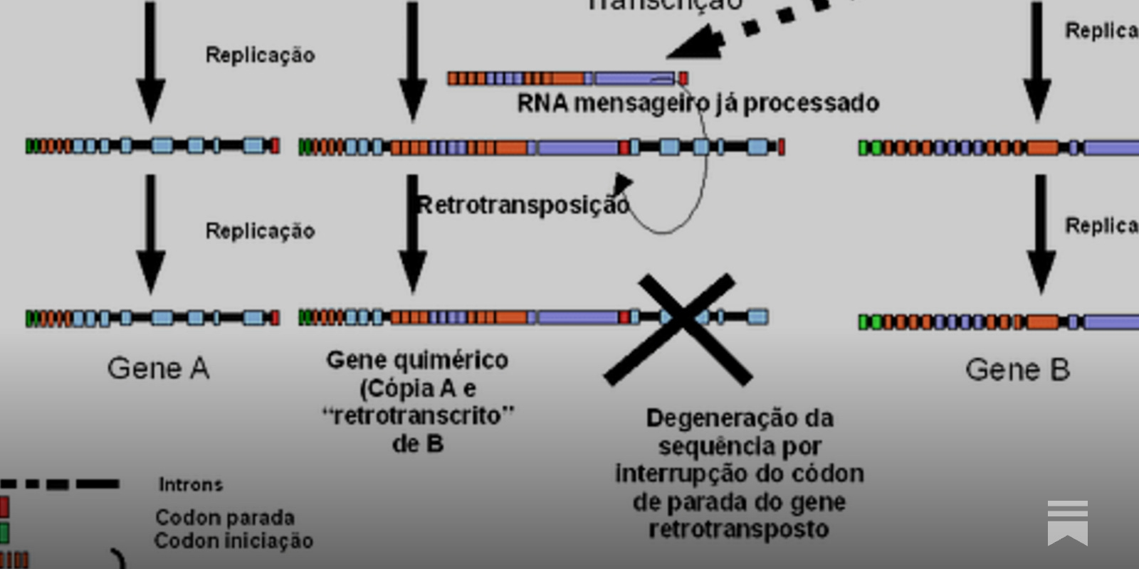 Resumo de Ácidos nucleicos, image size:1600x800