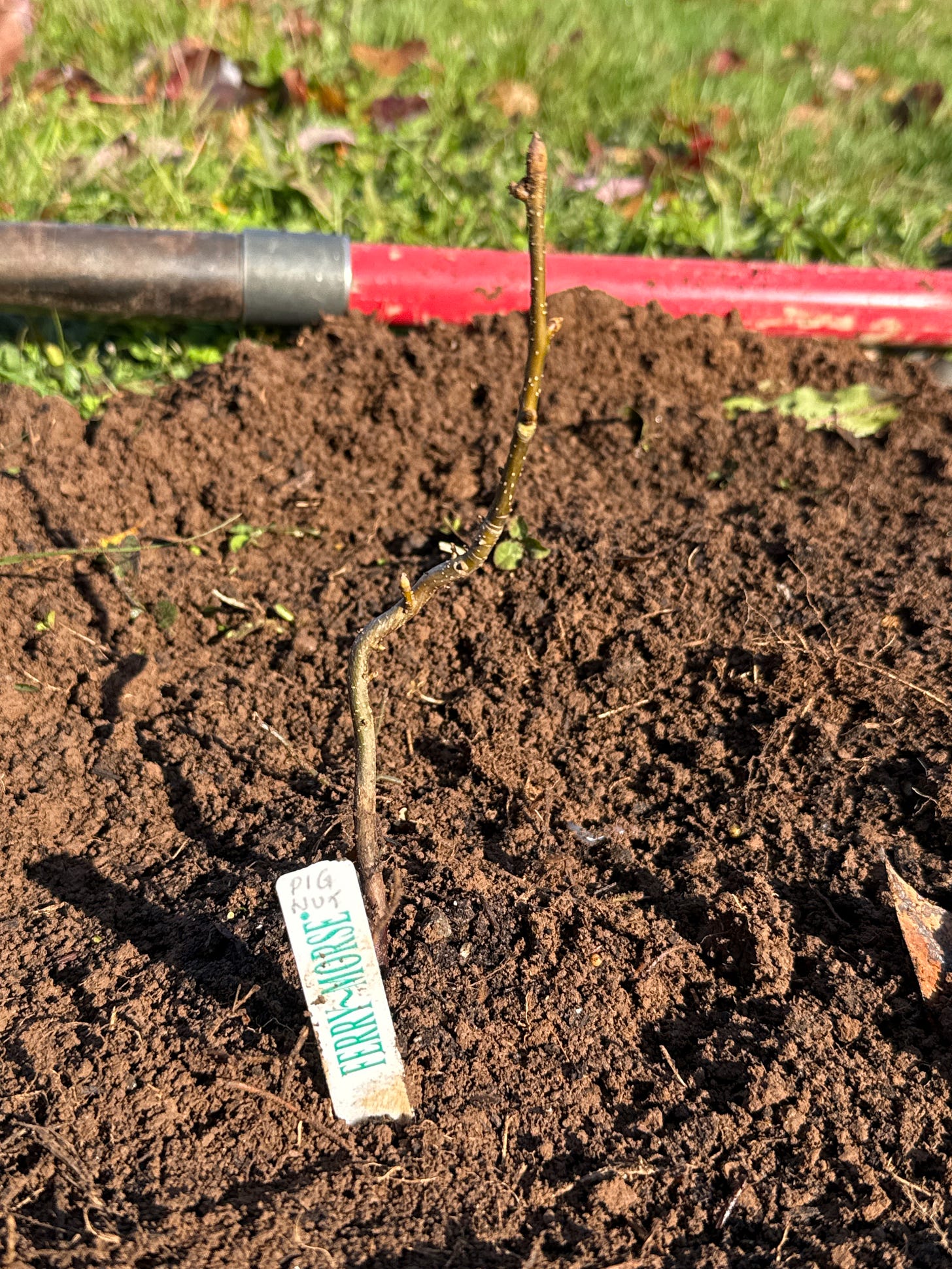 Pignut hickory, or in Latin, Carya glabra.