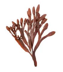 Chondrus crispus - Sensilis Perú
