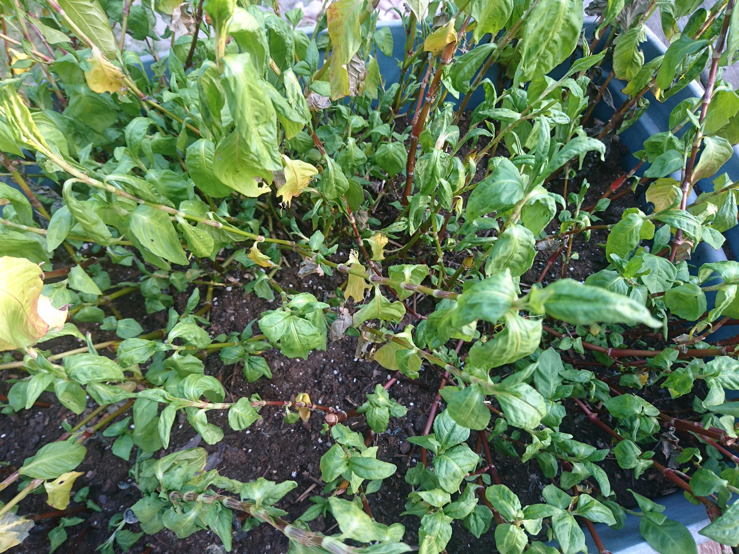 Indigo leaves stressed from a lack of water and drooping significant;y