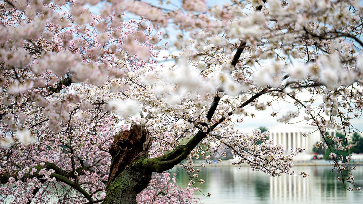 Cherry Blossom Watch Update: March 23, 2026