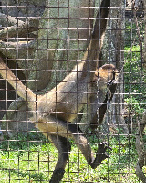 Pictures of baboons, an orangutan, a spider monkey, and a gorilla.