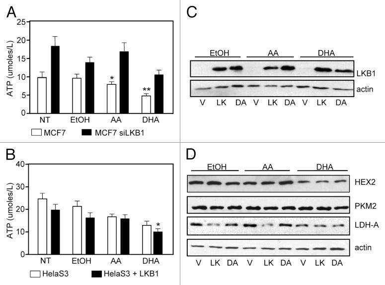 Just look at the white bars. AA is also reducing ATP levels, just not as much as DHA