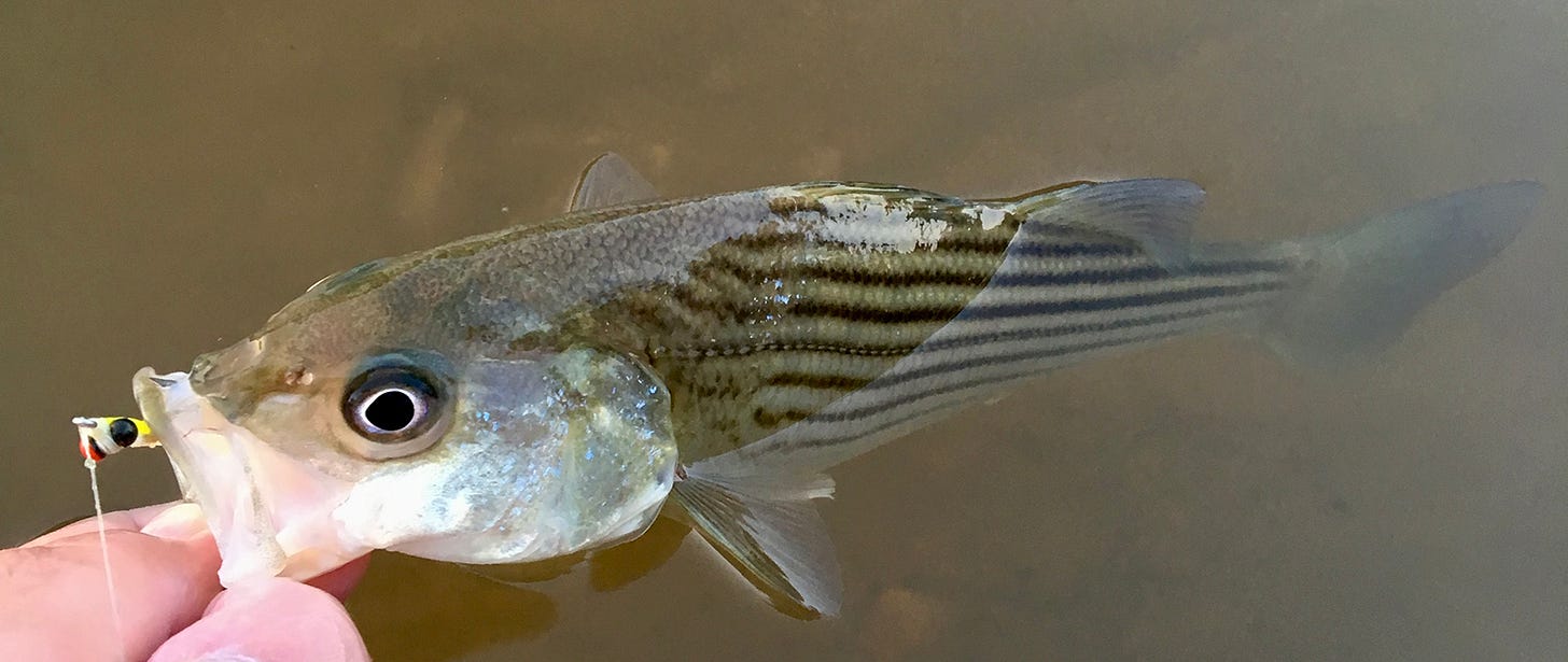 A photo of a man's fingers holding the mouth of the small striped bass fish in the water.