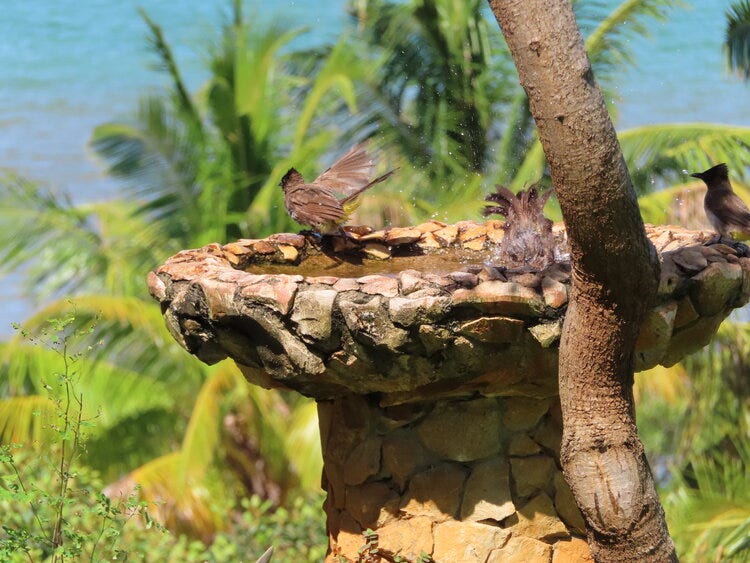 Black Capped Bulbuls bathing