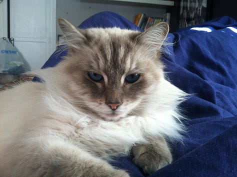 Various photos of Sam & Zee together. He was a gorgeous and fluffy, all white Ragdoll cat with big paws and big blue eyes. Sam is 20 years old and has red hair.
